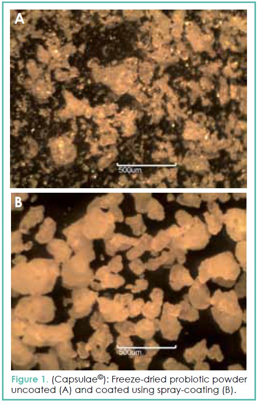Freeze-dried probiotic powder