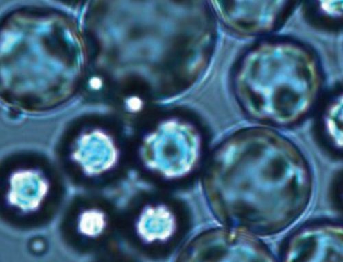 Une expertise pluri-technologique unique en microencapsulation