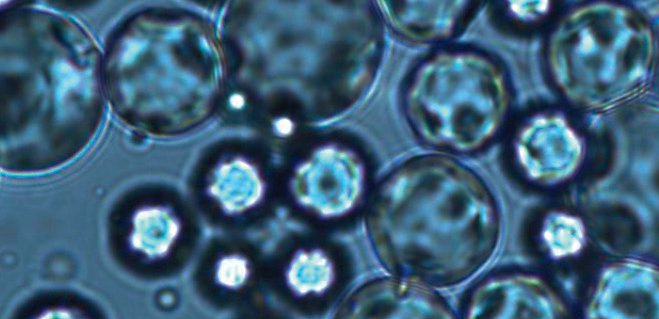 emulsion microencapsulation