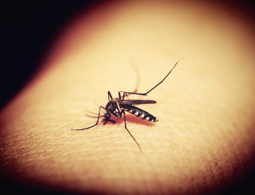 Capsulæ lutte contre le paludisme grâce à un savon répulsif anti-moustiques