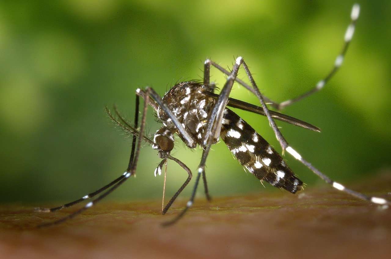 mosquitoes malaria