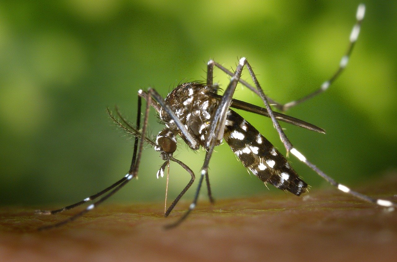 mosquitoes malaria mosquitoes malaria