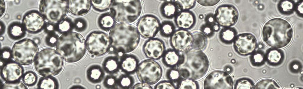 Microencapsulation Using Plant-Derived Protein-Polysaccharides