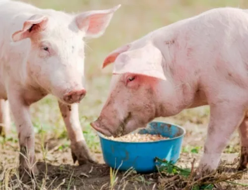 Ingrédients fonctionnels dans l’alimentation animale : optimiser la biodisponibilité des nutriments