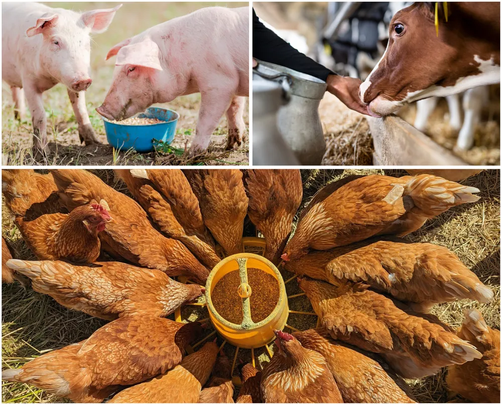 nutrition animale