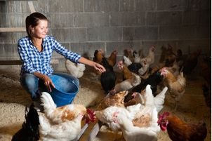 sechage premix animaux-poules