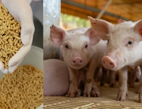 Améliorez l&rsquo;absorption et réduisez les pertes de nutriments dans vos formulations pour l’alimentation animale