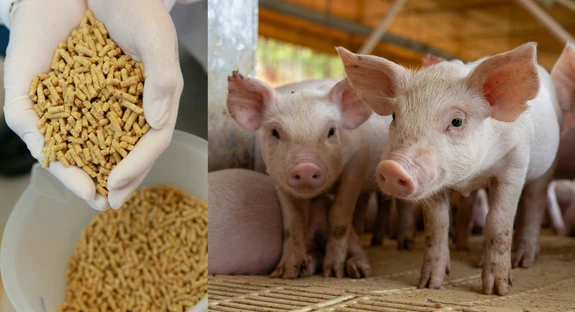 Améliorez l’absorption